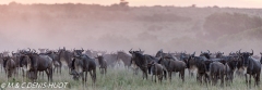 migration des gnous / wildebeest migration