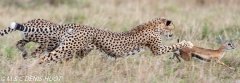 guepard / cheetah