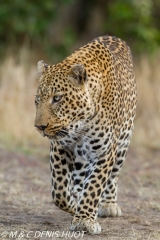 leopard