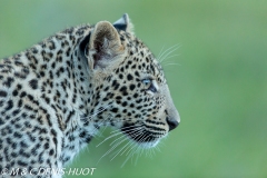 leopard