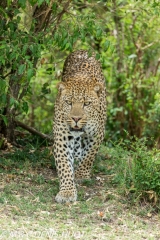 leopard