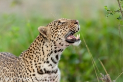 leopard