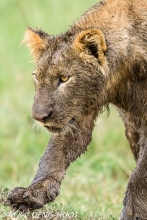 lionceau / lion cub