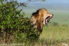 lion mâle / male lion