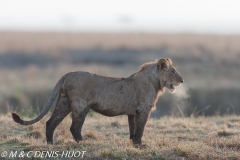 male lion