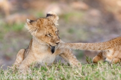 lionceau / lion cub