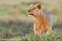 lion