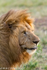 lion mâle / male lion