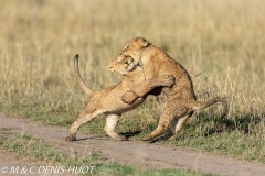 Lionceau / lion cub