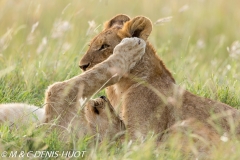 Lionceau / lion cub