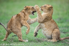 lionceau / lion cub