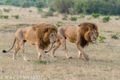 lion mâle / male lion