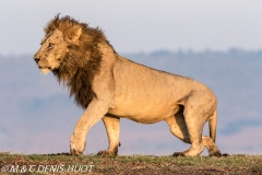 lion mâle / male lion