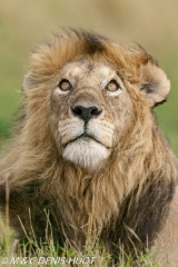 lion mâle / male lion