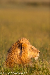 lion mâle / male lion