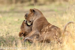 lionne / lioness