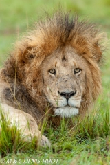 lion mâle / male lion