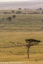 réserve de Masai-Mara / Masai-Mara game reserve