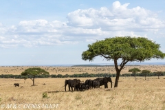 éléphant d'Afrique / african elephant