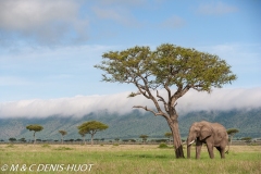 éléphant d'Afrique / african elephant