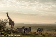 girafe Masai / Masai giraffe