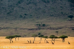 girafe Masai / Masai giraffe