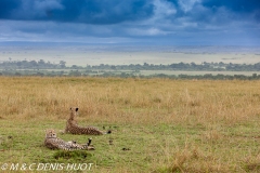 guépard / cheetah