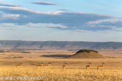 Impala