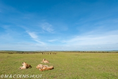 lion et damalisque / lion and topis