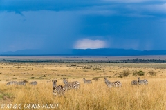 zèbre de Grant / Grant's zebra