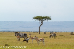 zèbre de Grant / Grant's zebra