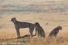 guépard / cheetah