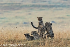 guépard / cheetah