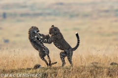 guépard / cheetah