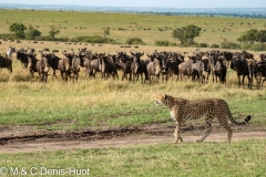 guépard / cheetah