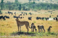 guépard / cheetah