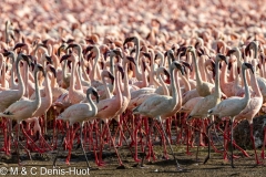 flamant nain / lesser flamingo