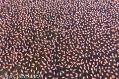 Lac Bogoria / lake Bogoria