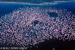 lac Magadi / lake Magadi