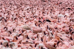 flamant nain / lesser flamingo