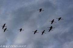 flamant nain / lesser flamingo