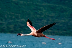 flamant nain / lesser flamingo