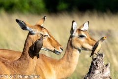 pique-boeuf / oxpecker