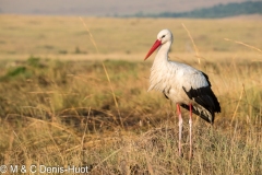 cigogne blanche / white stork