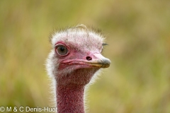 autruche / ostrich