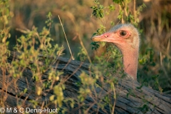 Ostrich