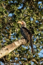 calao à bec jaune / Yellow-billed hornbill