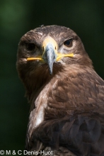 aigle des steppes / tawny eagle