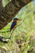 martin-pêcheur / kingfisher