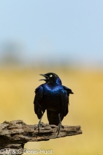 merle métallique / glossy starling